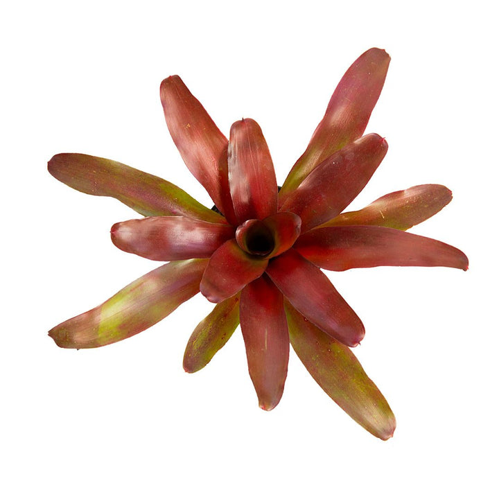 Bromelia Schultensiana