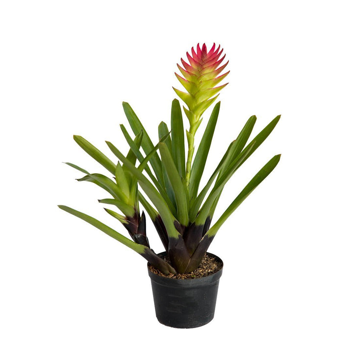 Bromelia fish