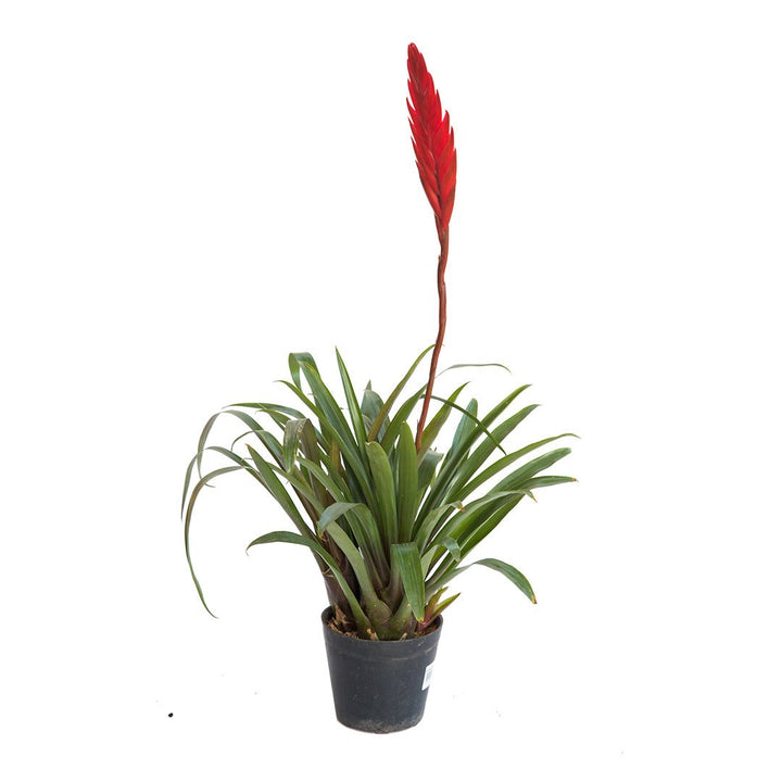 Bromelia Vriesea poelmanii