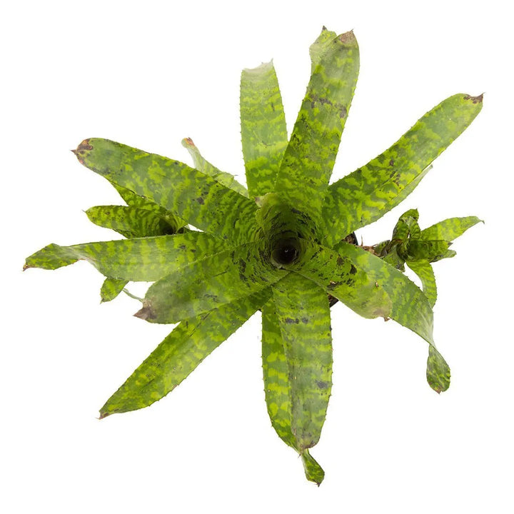 Bromelia Schultensiana Verde