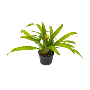 Bromelia Amarilla