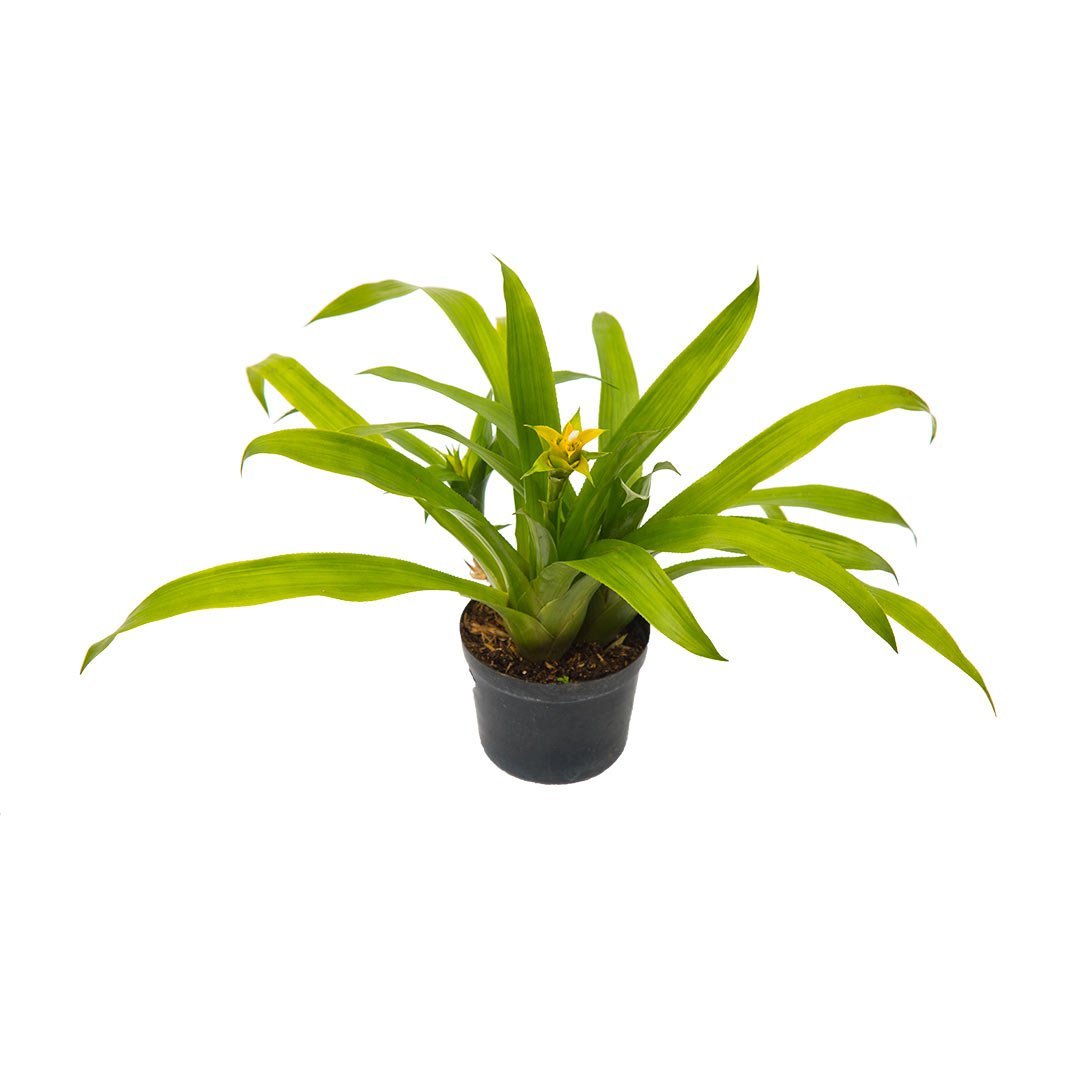 Bromelia Amarilla