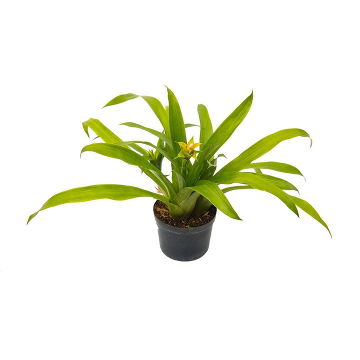 Bromelia Amarilla