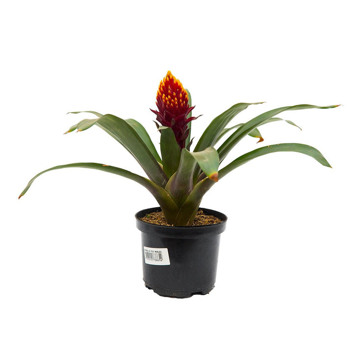 Bromelia Guzmania
