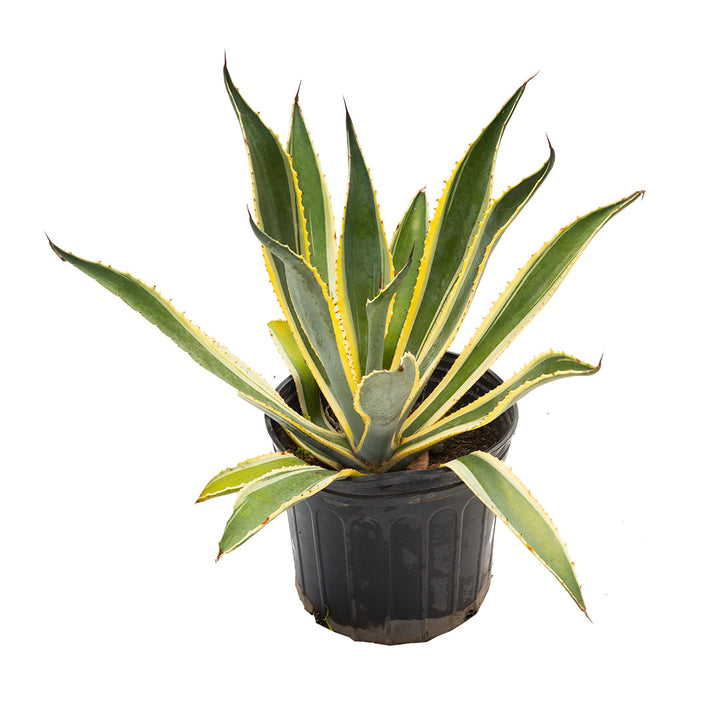 Cabuya variegada