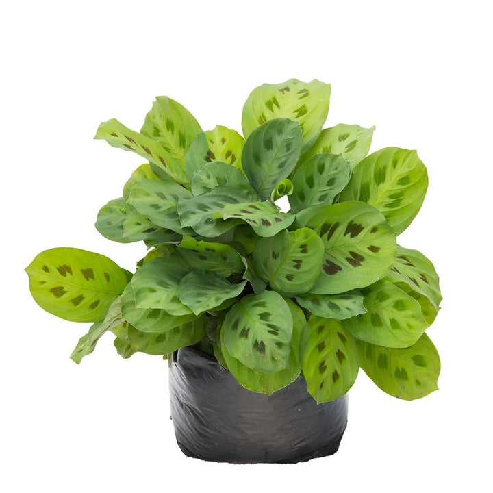 Calathea Soldadito, Leuconeura