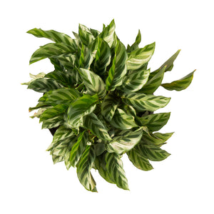 Calathea Concina