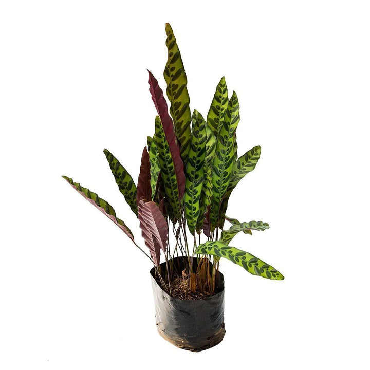 Calathea Lancifolia - Cascabel p14