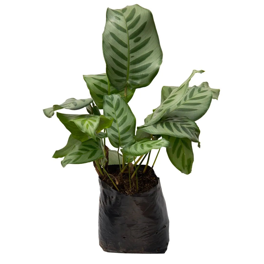 Calathea Leopardo
