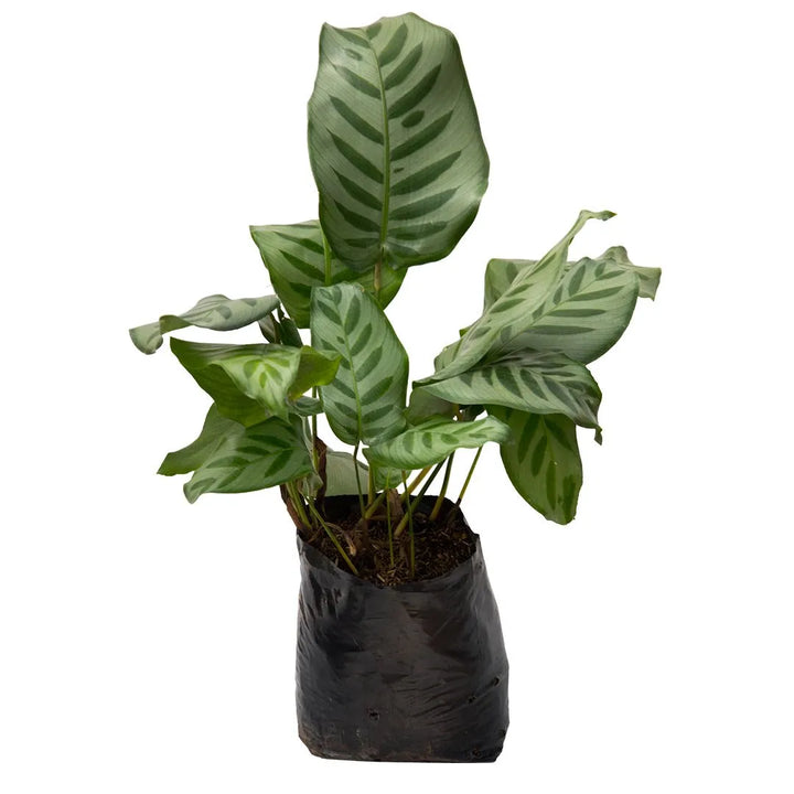 Calathea Leopardo