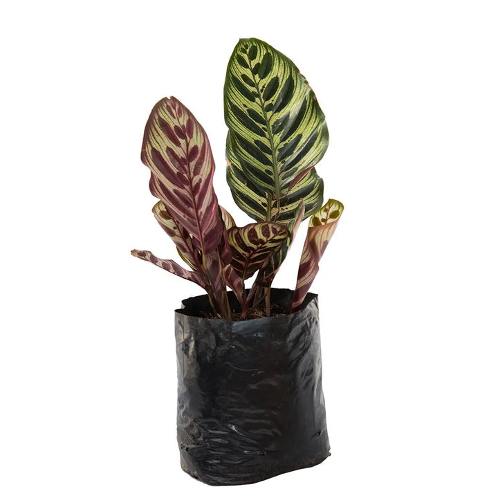 Calathea Makoyana p14
