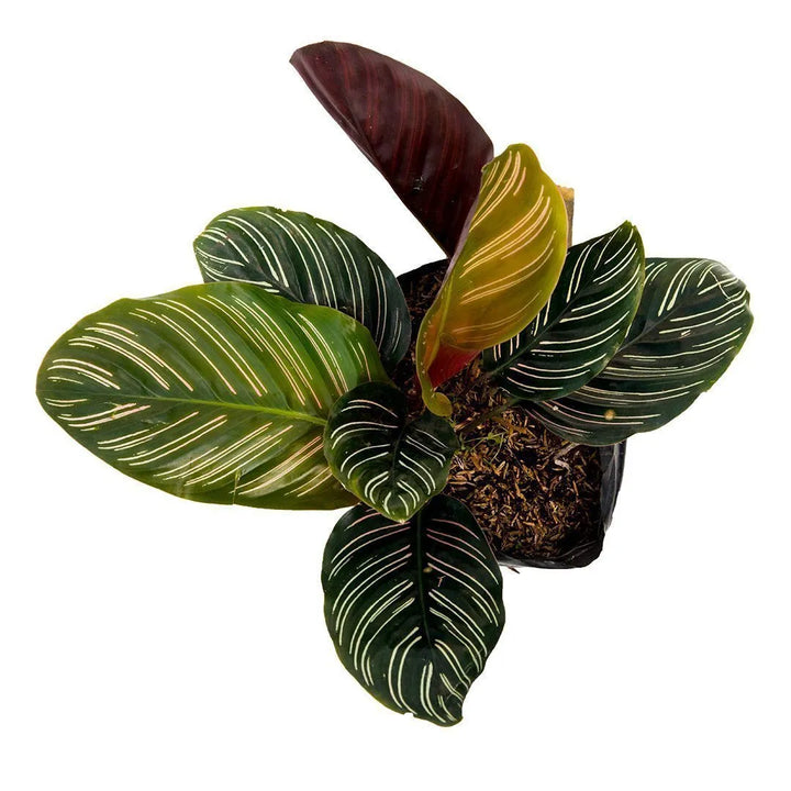 Calathea Ornata p14