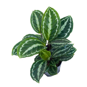 Calathea Picturata