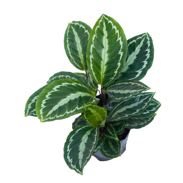 Calathea Picturata