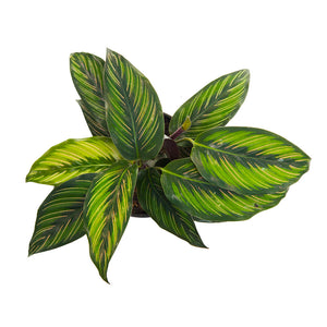 Calathea Pincel Morada
