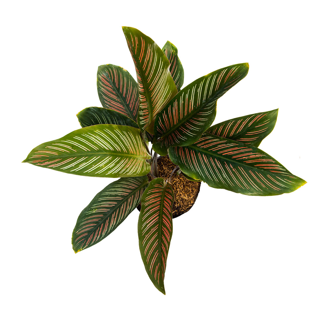 Calathea Pincel rosada, Argyraea
