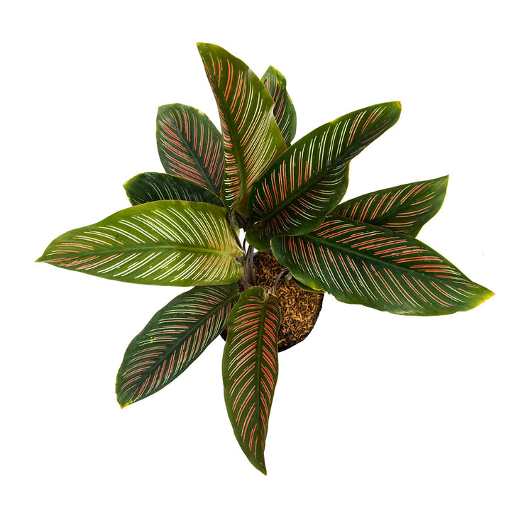 Calathea Pincel rosada, Argyraea