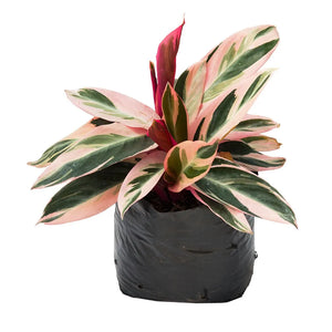 Calathea Tricolor