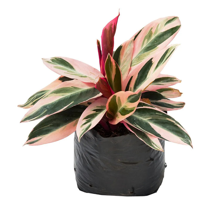 Calathea Tricolor