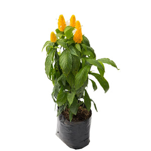 Camarón Amarillo