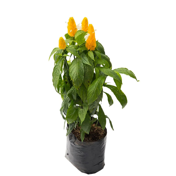Camarón Amarillo