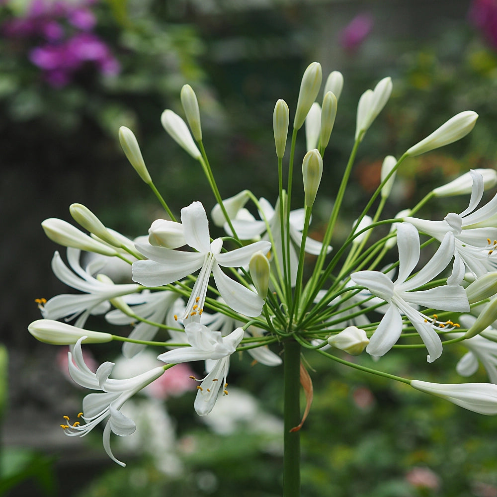 Agapanto Blanco