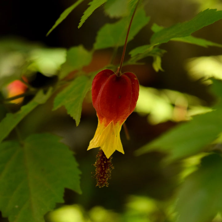 Abutilon farolito