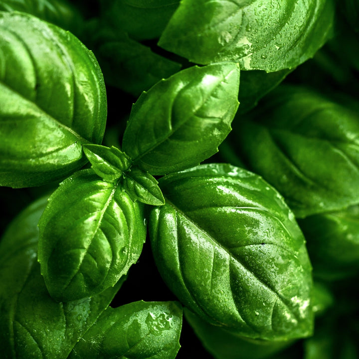 Albahaca