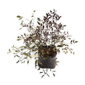 Coccinea morada