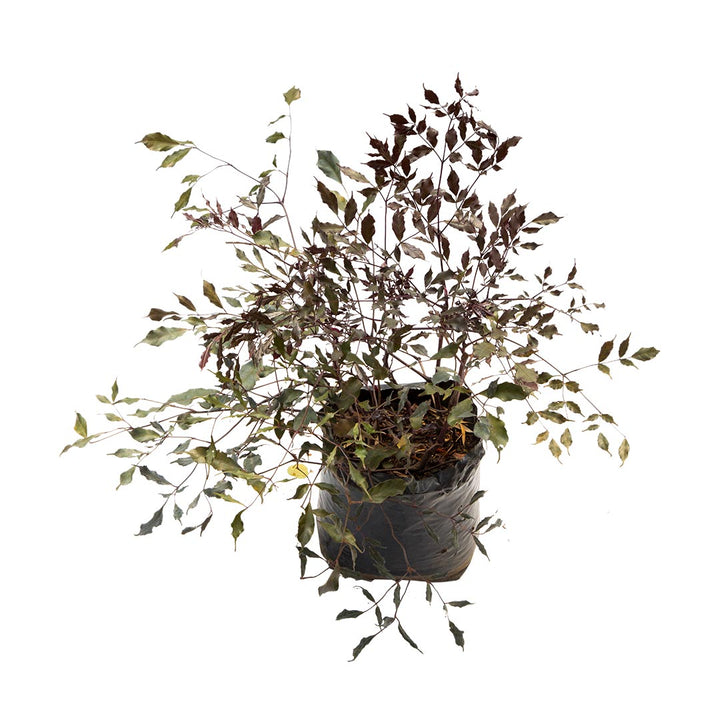 Coccinea morada