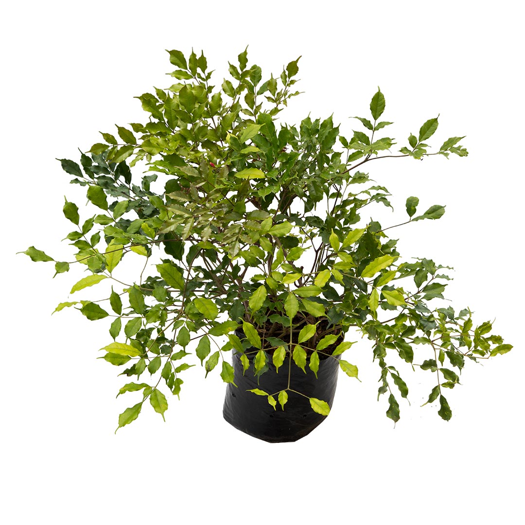 Coccinea verde