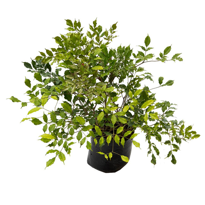 Coccinea verde