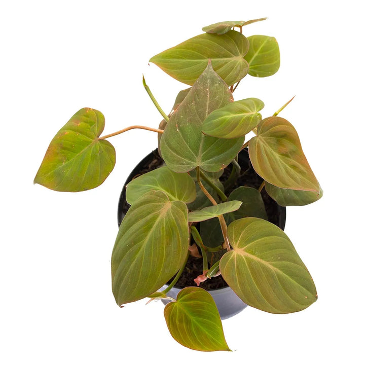Cordatum