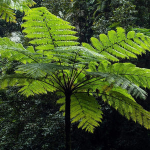 Helecho Sarro Cyathea Cooperi - Helecho Arbóreo Peludo