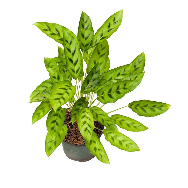 Calathea Diez Mandamientos