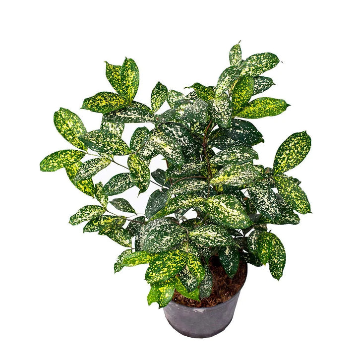 Dracena florida