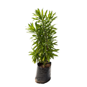 Dracena Canción de la india