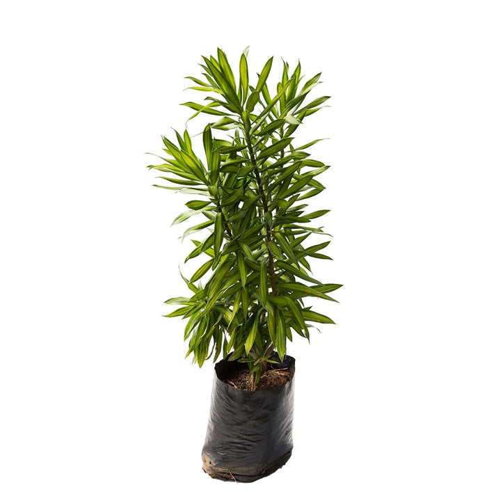 Dracena Canción de la india