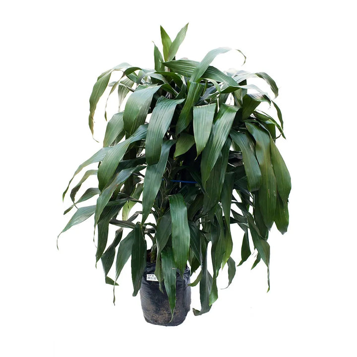 Dracena Janet Craig