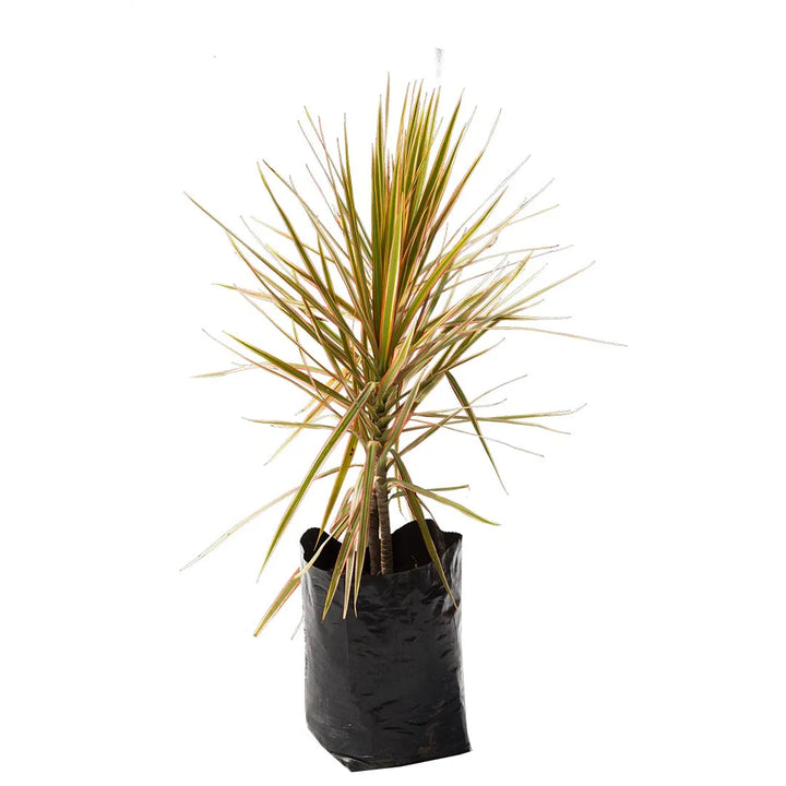 Dracena Marginata Tricolor
