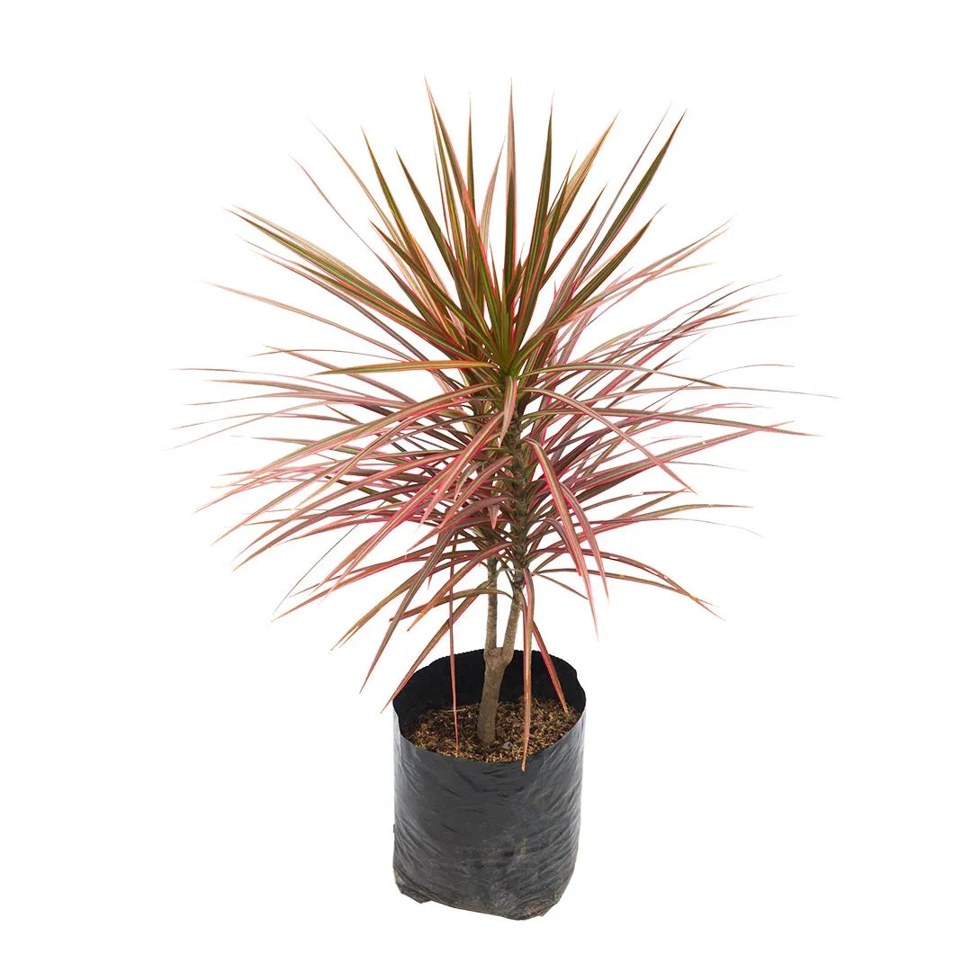 Dracena Marginata Tricolor Roja