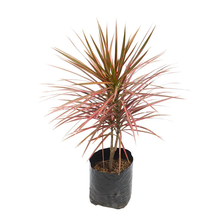 Dracena Marginata Tricolor Roja