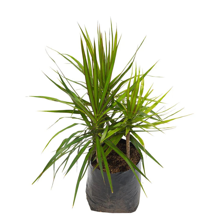Dracena Marginata Verde Borde Rojo