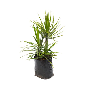 Dracena Marginata Verde