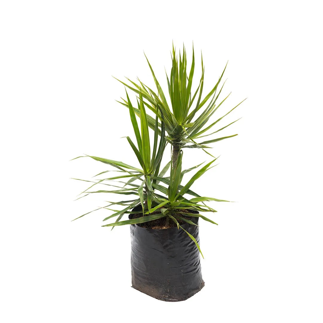 Dracena Marginata Verde