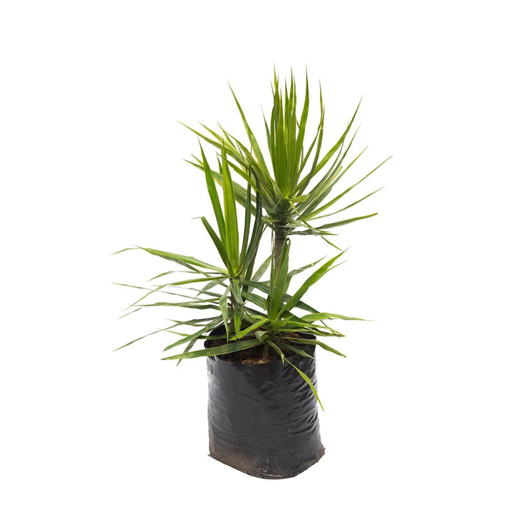Dracena Marginata Verde