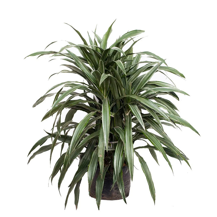 Dracena warneke