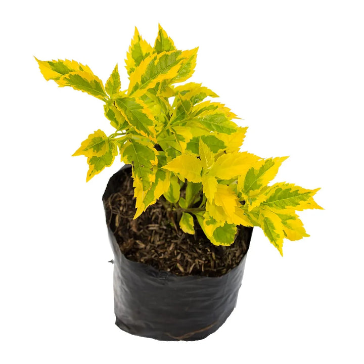 Duranta Variegada