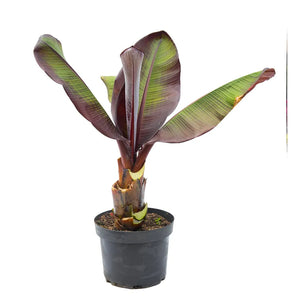 Plátano Ensete Morado