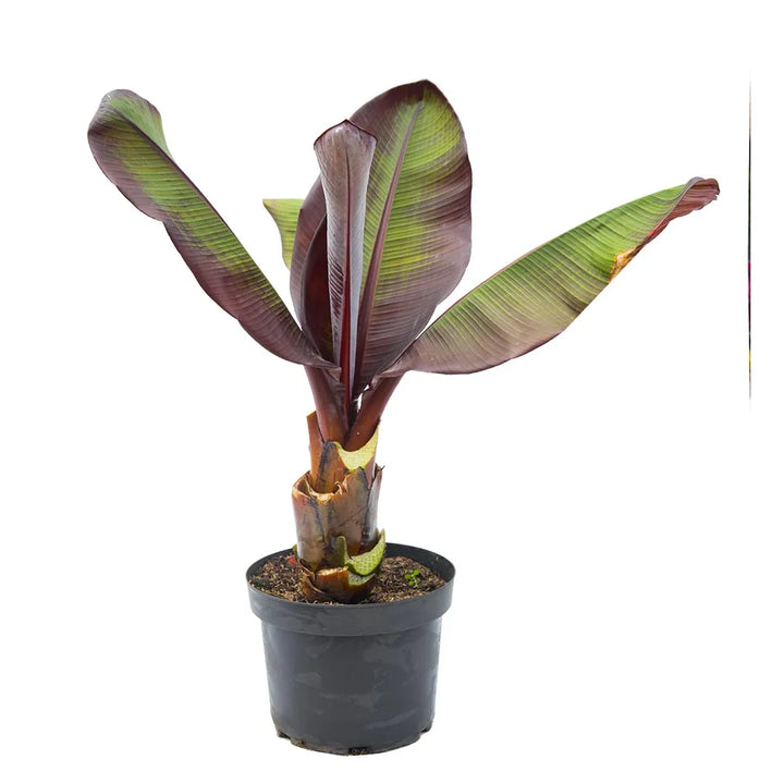Plátano Ensete Morado